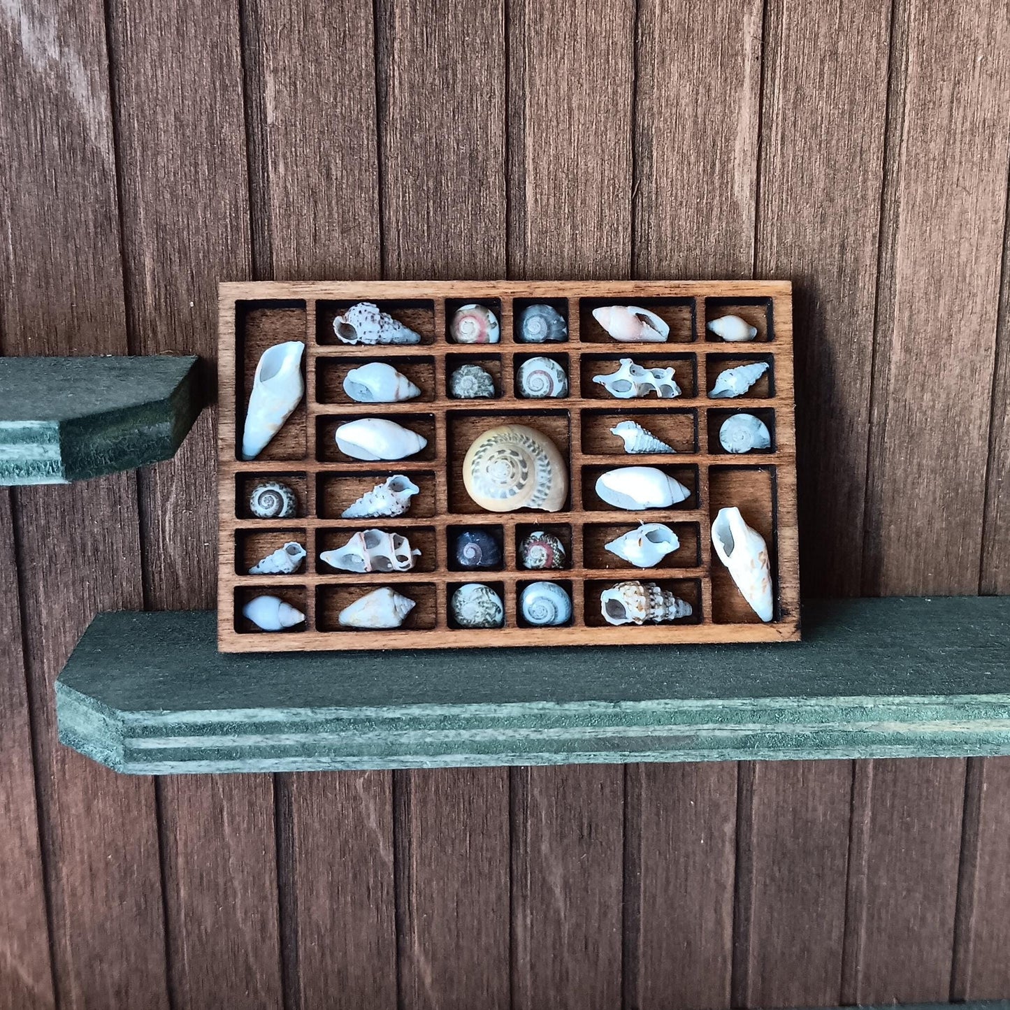 Dollhouse Miniature Nature Display. Sea Shells in a Tiny Printers Tray. Hand Crafted and One of a Kind Seashell Collection Shadow Box