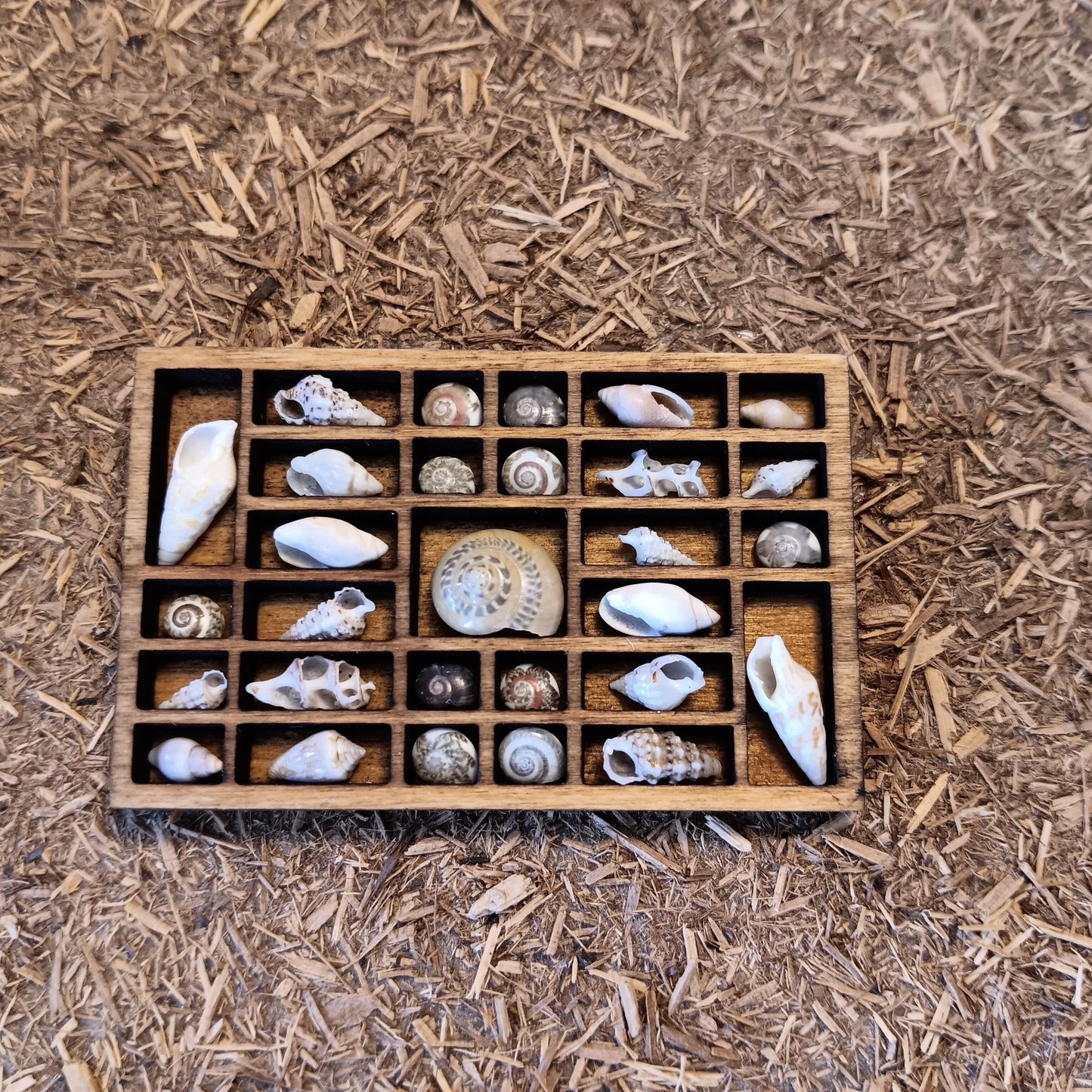 Dollhouse Miniature Nature Display. Sea Shells in a Tiny Printers Tray. Hand Crafted and One of a Kind Seashell Collection Shadow Box