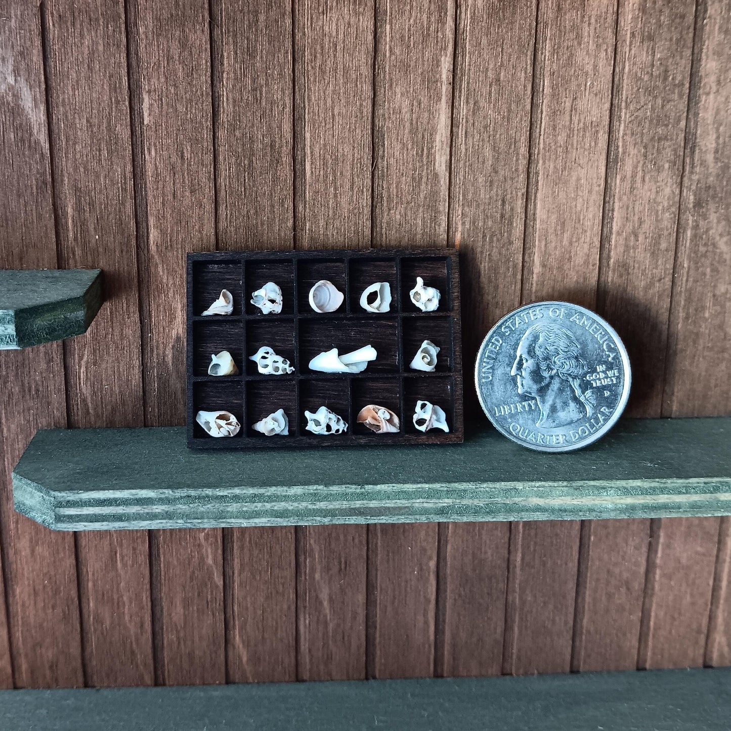 Dollhouse Miniature Nature Display. Broken and Worn, But Beautiful Sea Shell Pieces. Hand Crafted and One of a Kind Seashell Collection.