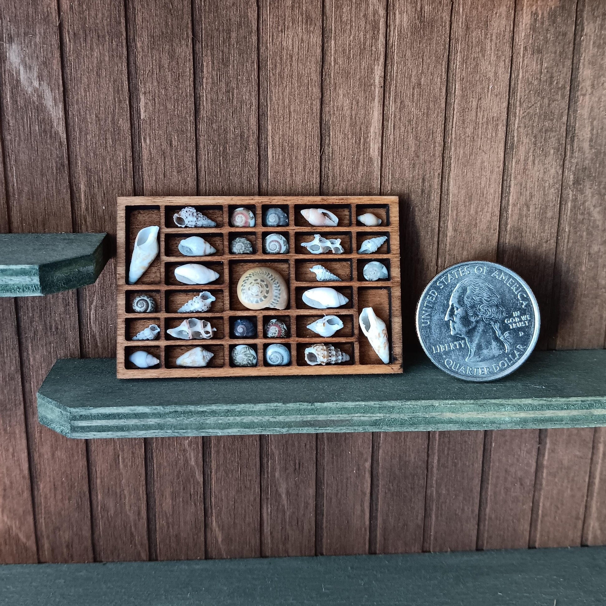 Dollhouse Miniature Nature Display. Sea Shells in a Tiny Printers Tray. Hand Crafted and One of a Kind Seashell Collection Shadow Box