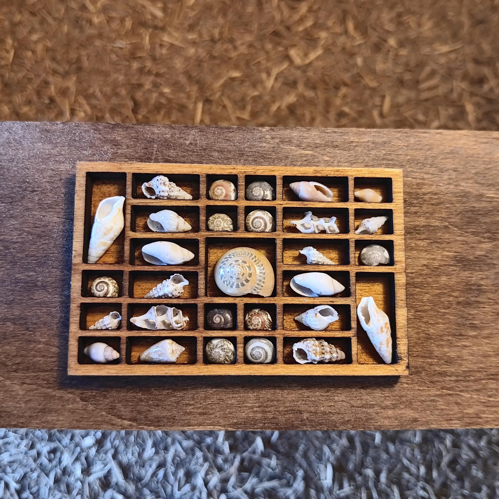 Dollhouse Miniature Nature Display. Sea Shells in a Tiny Printers Tray. Hand Crafted and One of a Kind Seashell Collection Shadow Box