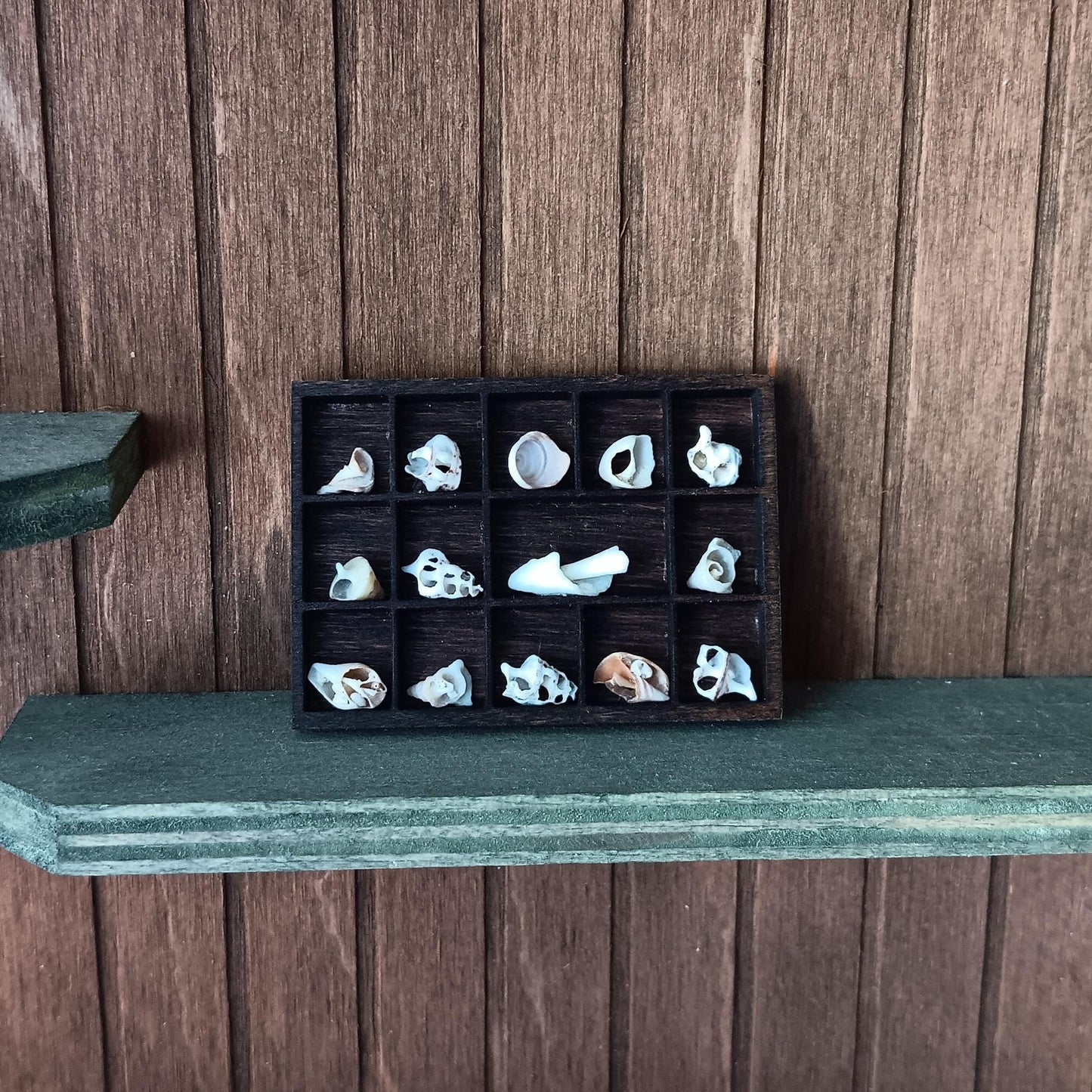 Dollhouse Miniature Nature Display. Broken and Worn, But Beautiful Sea Shell Pieces. Hand Crafted and One of a Kind Seashell Collection.