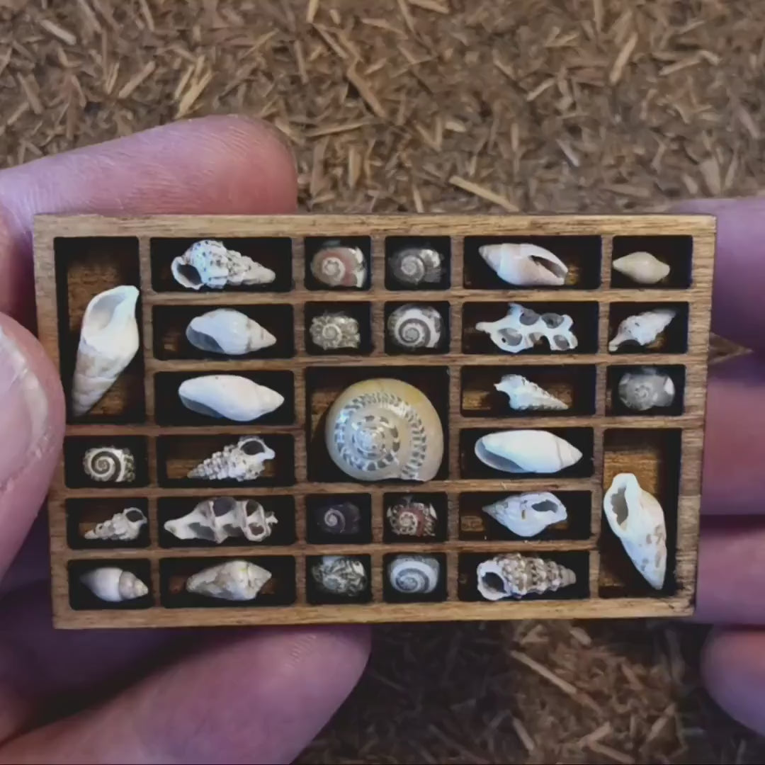 Dollhouse Miniature Nature Display. Sea Shells in a Tiny Printers Tray. Hand Crafted and One of a Kind Seashell Collection Shadow Box